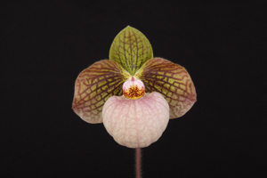 Paph. Fanaticum SVO Chunky Monkey